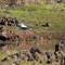 Black-necked Stork