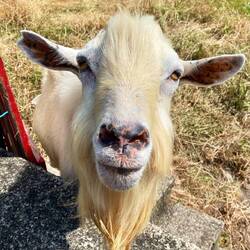 Und immer wieder viel Tiere...