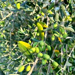 Baby olives!