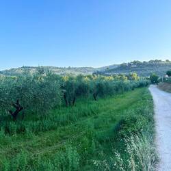 Lots of olive groves