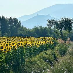 Looking back towards Assisi on the hill