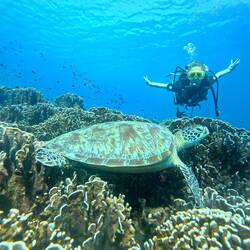 Annie und die Schildkröte