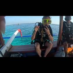 Auch Haie brauchen Ruhe