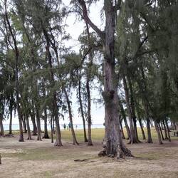 hier geht's zum Strand von "Flic en Flac"