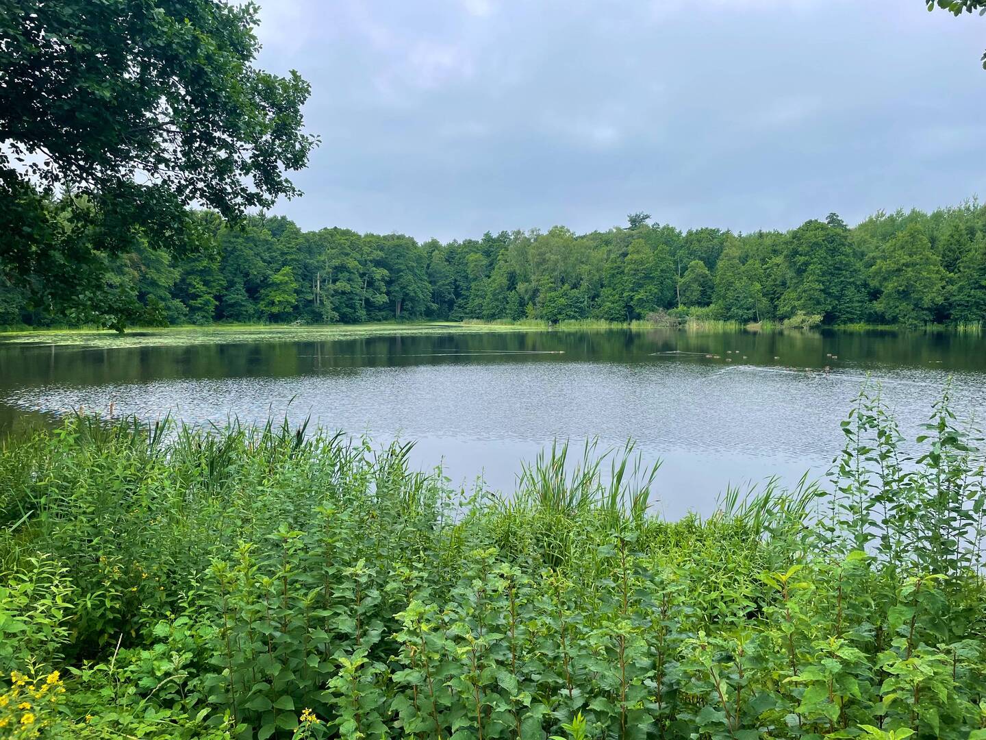 schöner Park mit See in Klaipēdas