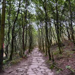 Street and forest walks today