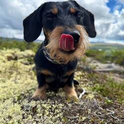 So sieht's aus nachdem das Leckerli gefressen wurde