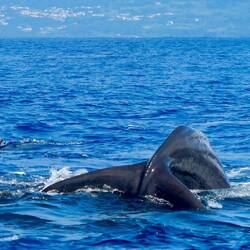 Delfine greifen die Pottwale an