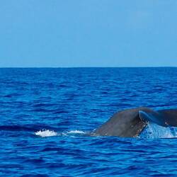Es geht auf Tauchstation