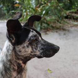 Joãos Hund