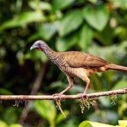 Speckled Chacalaca