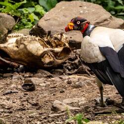 King Vulture