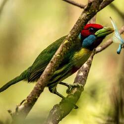 Versicoloured Barbet catching insect