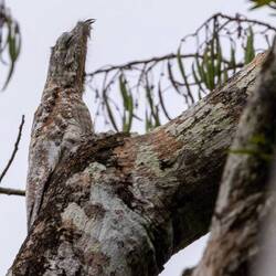 Great Potoo (camouflage!)