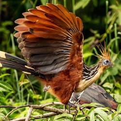 Hoatzin