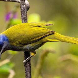 Blue Capped Tanager