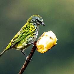 Spotted Tanager