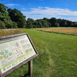 Wildblumenwiesen im nahen Park zwischen dem Hotel und dem Meer