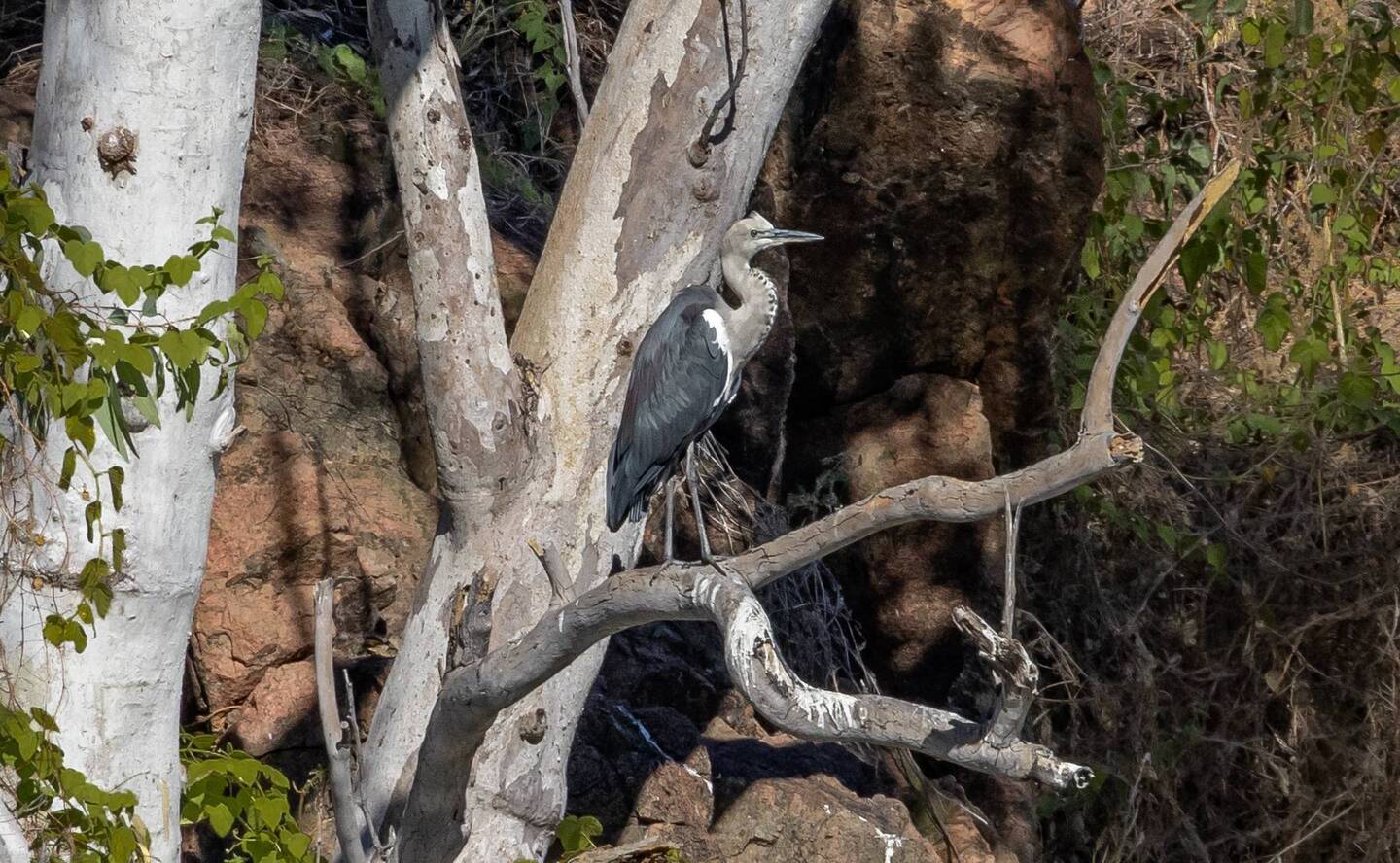 Australian darter