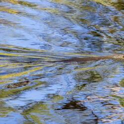 Not a bird... Swimming lizard. Edit - Mertans Water Monitor