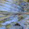 Not a bird... Swimming lizard. Edit - Mertans Water Monitor