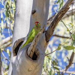 Varied lorikeet