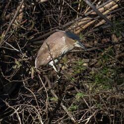 Nankeen Night-heron