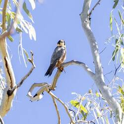 Australian Hobby