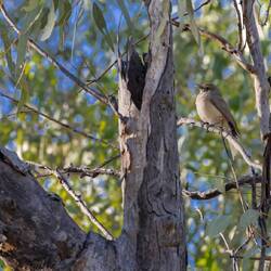 ? Female Red-capped Robin