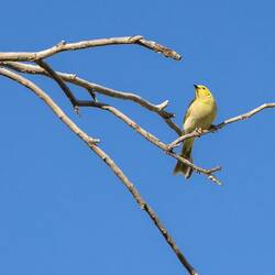 White plumbed honeyeater