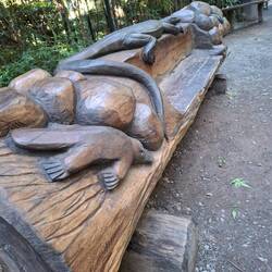 Carved seat, skywalk @ Mt Tamborine
