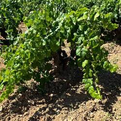 The Bobal vines grow like small trees vs strung on wires. They are not irrigated.