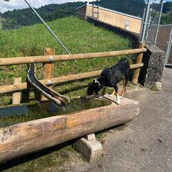 Durstiges Wetter