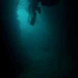 Beim Rausschwimmen glitzern die Fische im Licht.