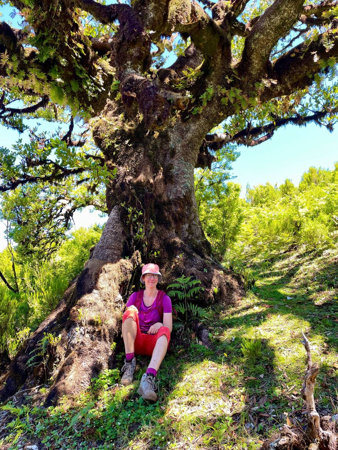 600 Jahre alter Stinklorbeerbaum in Fanal