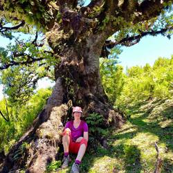 600 Jahre alter Stinklorbeerbaum in Fanal