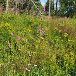 Wildblumen überall.