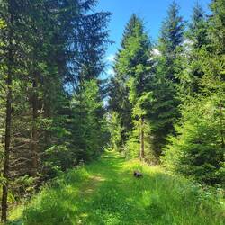 Weiter geht es auf der ehemaligen Bahntrasse.