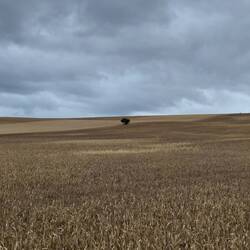 Ein einsamer Baum im Getreidefeld.