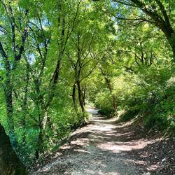 The trail through the Bosco