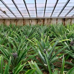 Es dauert 2 bis 2,5 Jahre bis zur Ernte