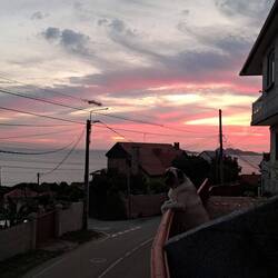 Sunneuntergang und Nachbarshund