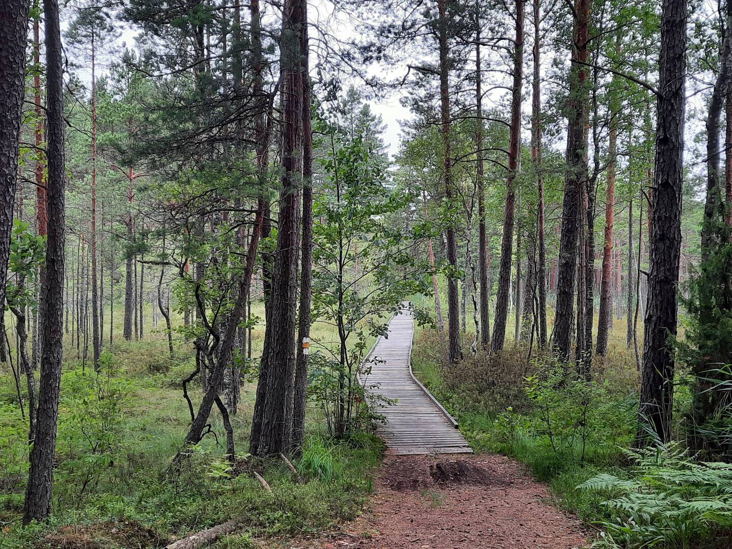 Holzweg für Fahrräder