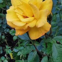 Wahnsinn, wie unterschiedlich Rosen duften!