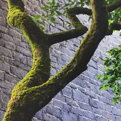 Die Mauer steht dem Moosbaum gut!
