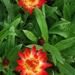 Rote Sterne am grünen Himmel