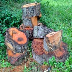 Rødholzbaum