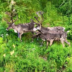 Rentiere am Wegedrand, kein einziger Elch bisher