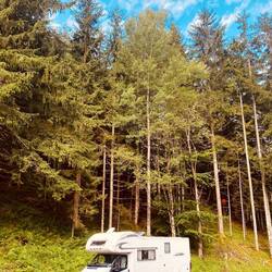 Molly am Waldrand 🚐🌳🌳