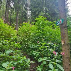 Hier ist der Trail im Blumenmeer kaum auszumachen.